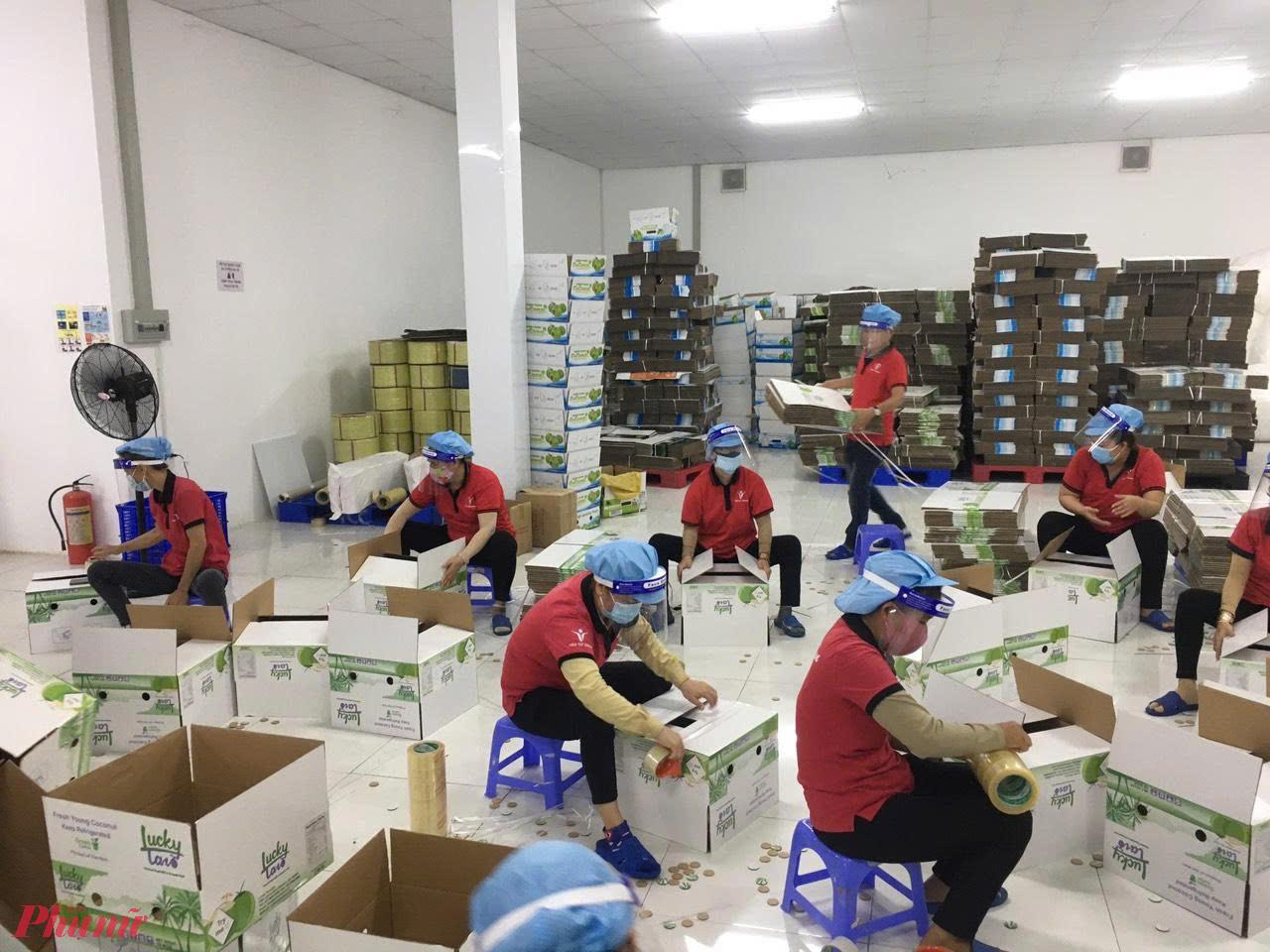 Đóng gói dừa phục vụ xuất khẩu ở Vĩnh Long. Ảnh: CTV