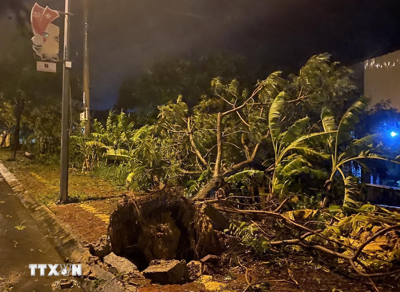 Tin cuối cùng về cơn bão số 13, mưa lớn từ Thanh Hóa đến Đà Nẵng Cây cối ngã đổ do gió quật. (Ảnh: Lê Phước Ngọc/TTXVN)