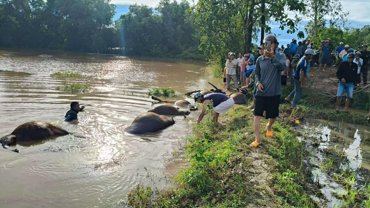 Trước tình hình trên, xã đã huy động lực lượng hỗ trợ thu gom, thống kê thiệt hại và kêu gọi các tổ chức, cá nhân hỗ trợ theo giá thị trường để giúp bà con giảm bớt tổn thất.