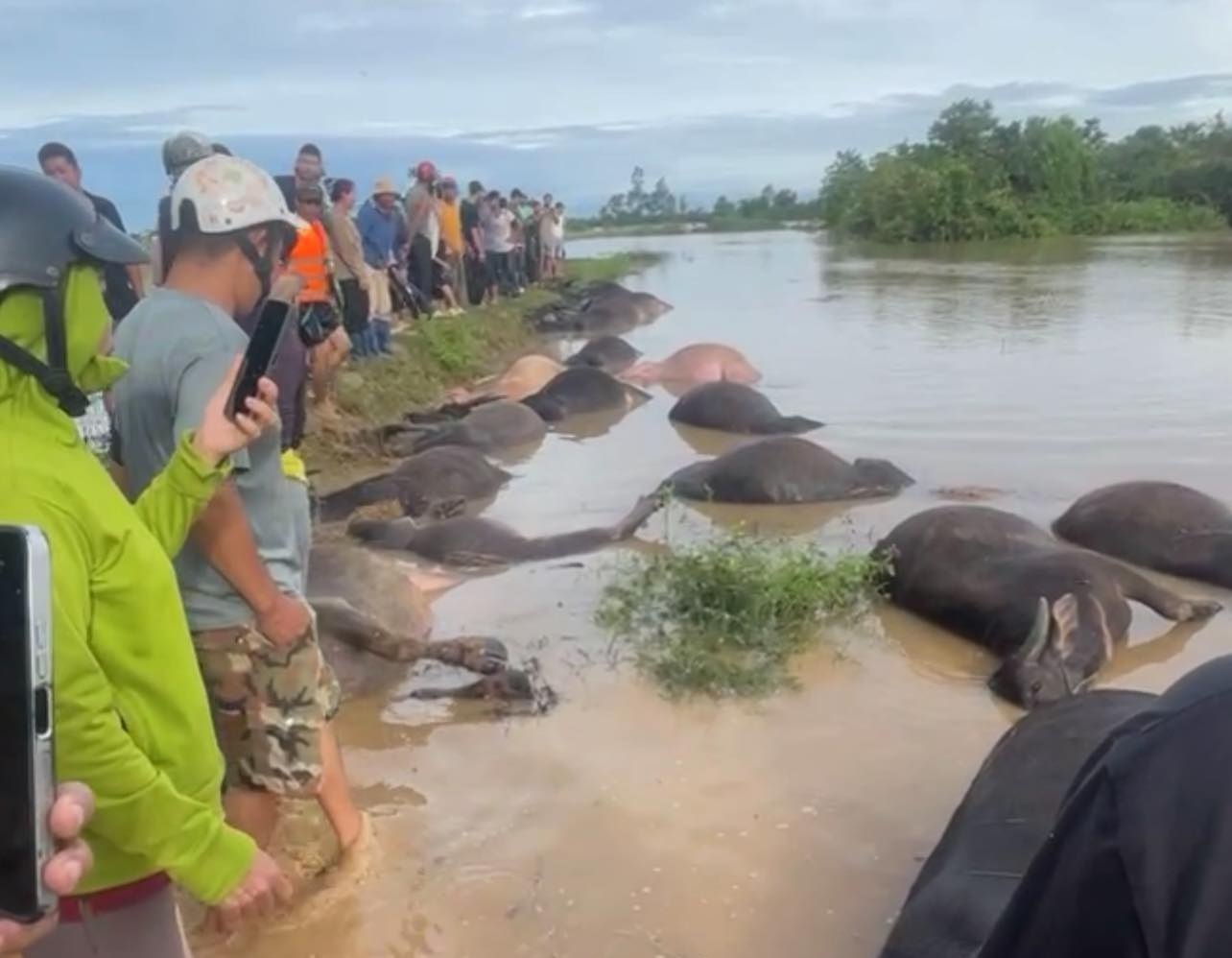 Trong khi đó, trên địa bàn xã Ea Súp (tỉnh Đắk Lắk) có 23 con trâu của 7 hộ dân cột ngoài đồng bị ngạt nước do không kịp di chuyển khi nước dâng nhanh - Ảnh: B.X.