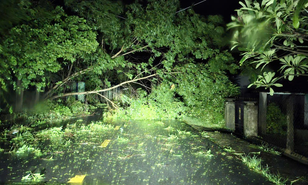 Cây xanh ngã đổ ngang đường - Ảnh: CACC.