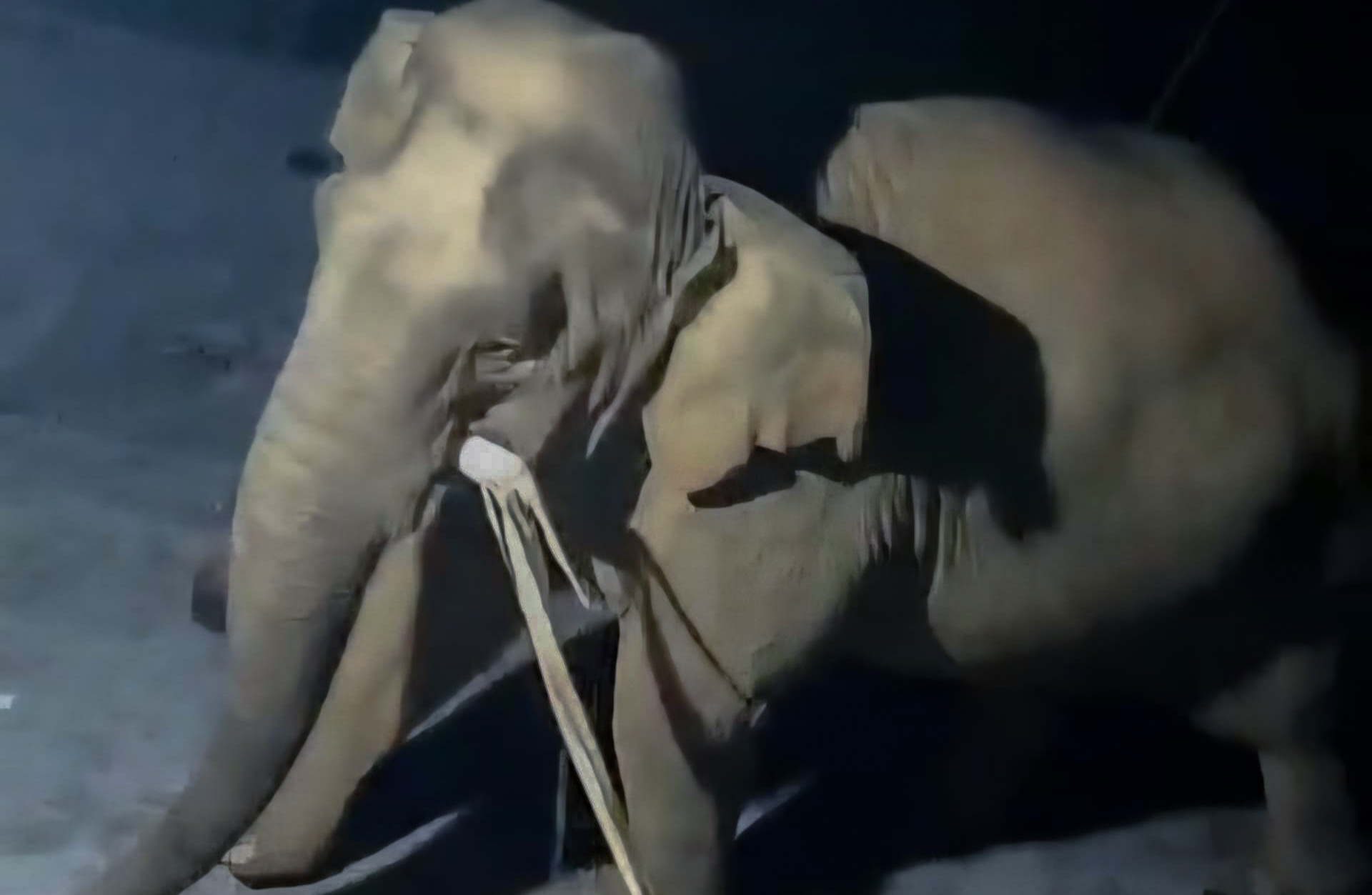 Con voi rừng duy nhất còn sót lại trên địa bàn đi vào tận nhà người dân lục tìm đồ ăn - Ảnh: Vi Kiên