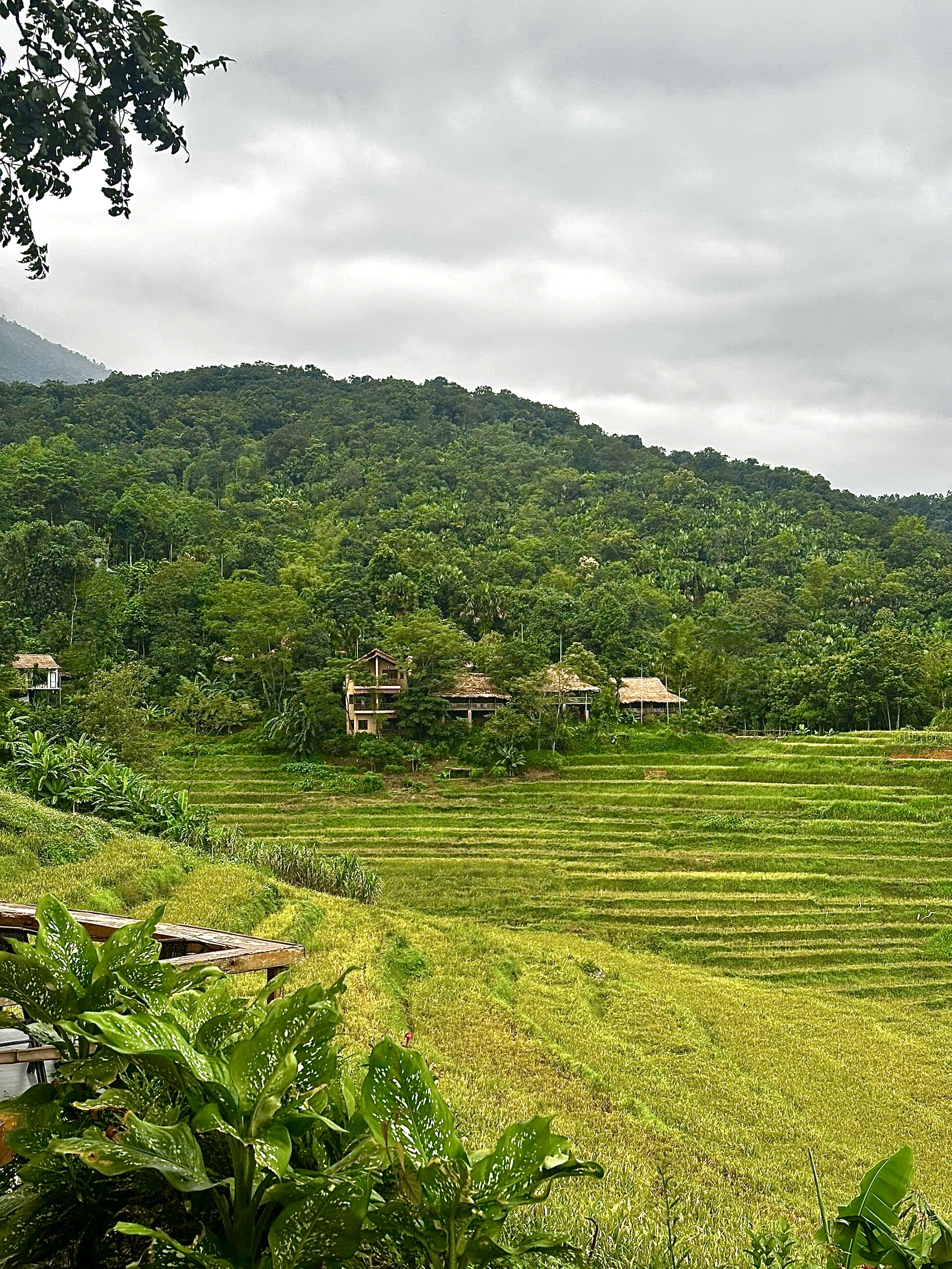 Pù Luông từ lâu đã trở thành nơi trú ẩn quen thuộc của những người muốn rời xa ồn ào đô thị để sống chậm, lắng nghe tiếng gió và tiếng chim thay cho tiếng còi xe. Đến đây vào mùa lúa chín, bạn sẽ được chiêm ngưỡng những thửa ruộng bậc thang vàng óng trải dài như dải lụa mềm ôm lấy các bản làng người Thái. 