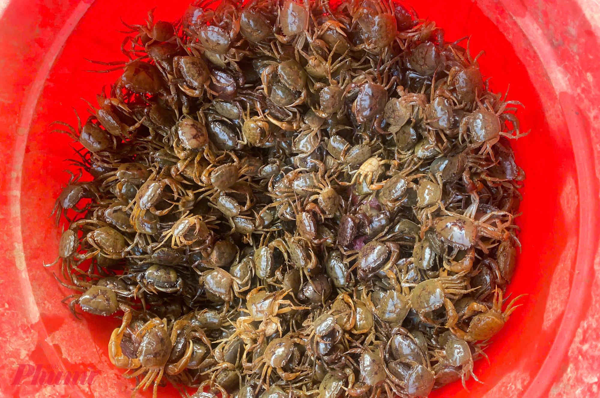 Cua đồng được rửa thật sạch trước khi xay lọc lấy nước