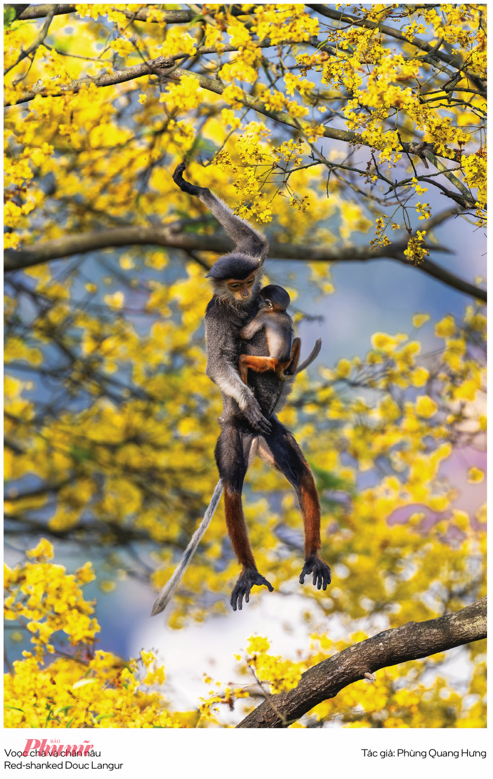 Giải Nhất hạng mục Thú hoang dã