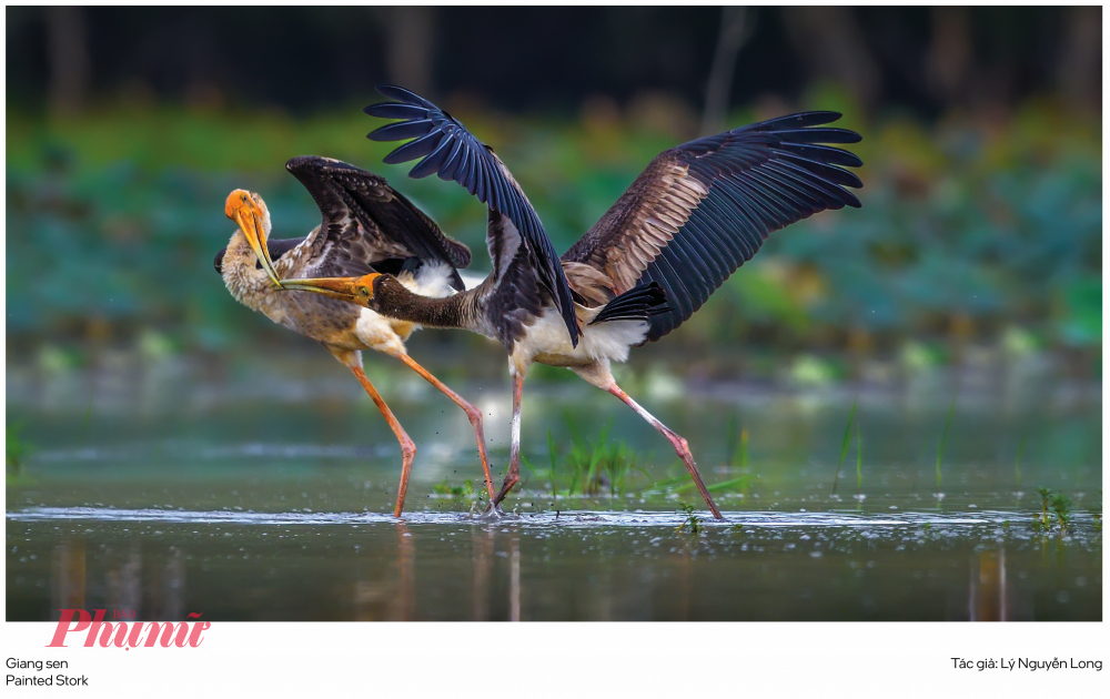 Giải Nhất hạng mục Chim hoang dã