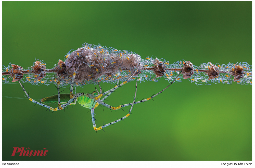 Giải Nhất hạng mục Marco côn trùng 