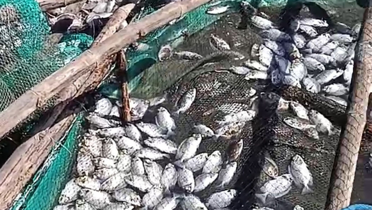 Cá nuôi trên đầm Cù Mông sốc nước ngọt bị đừ sau vài ngày ngắc ngư rồi ngáp ngáp nằm nổi trắng lồng bè - Ảnh: MN