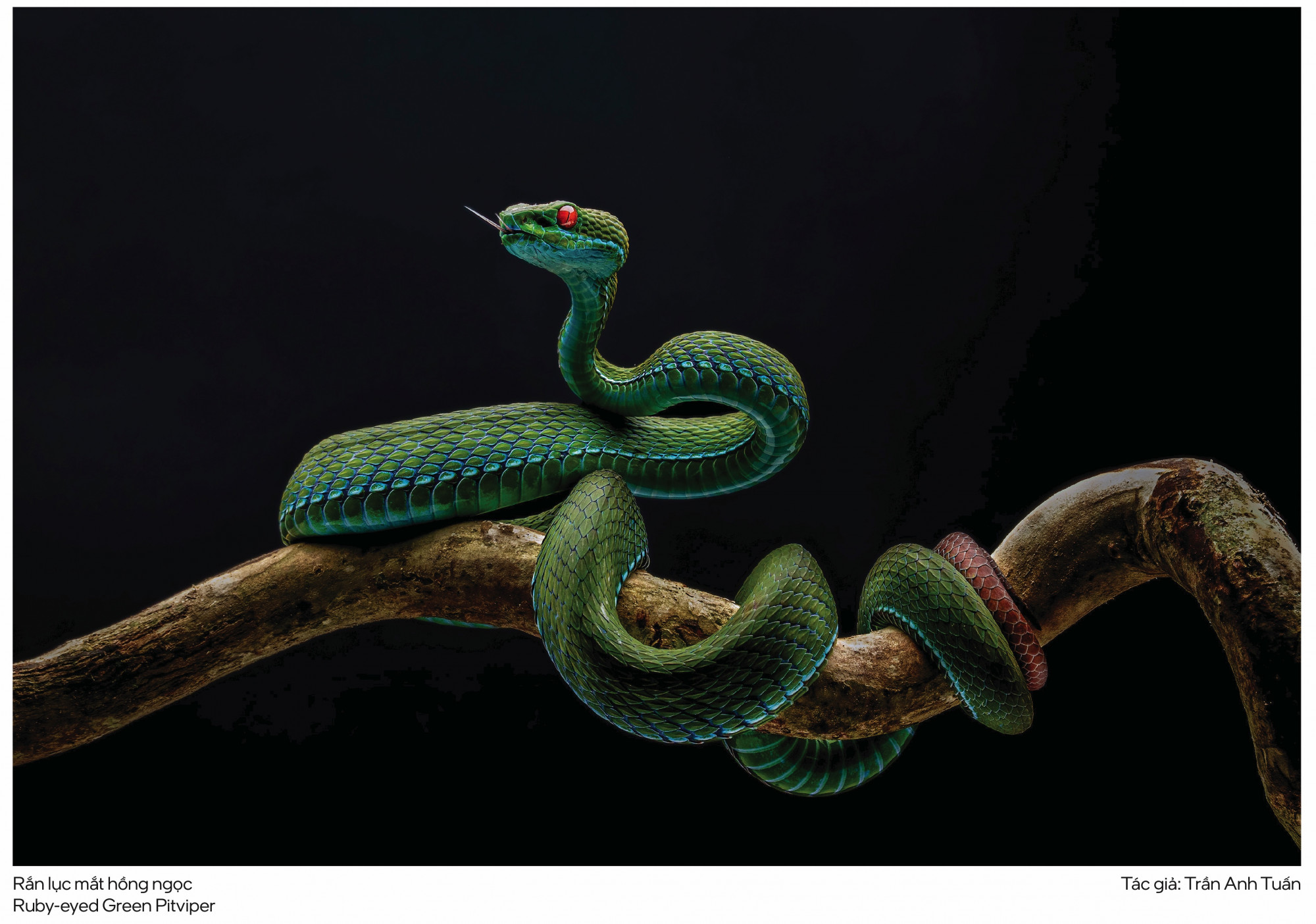 Tác phẩm giải Nhất bị thu hồi 