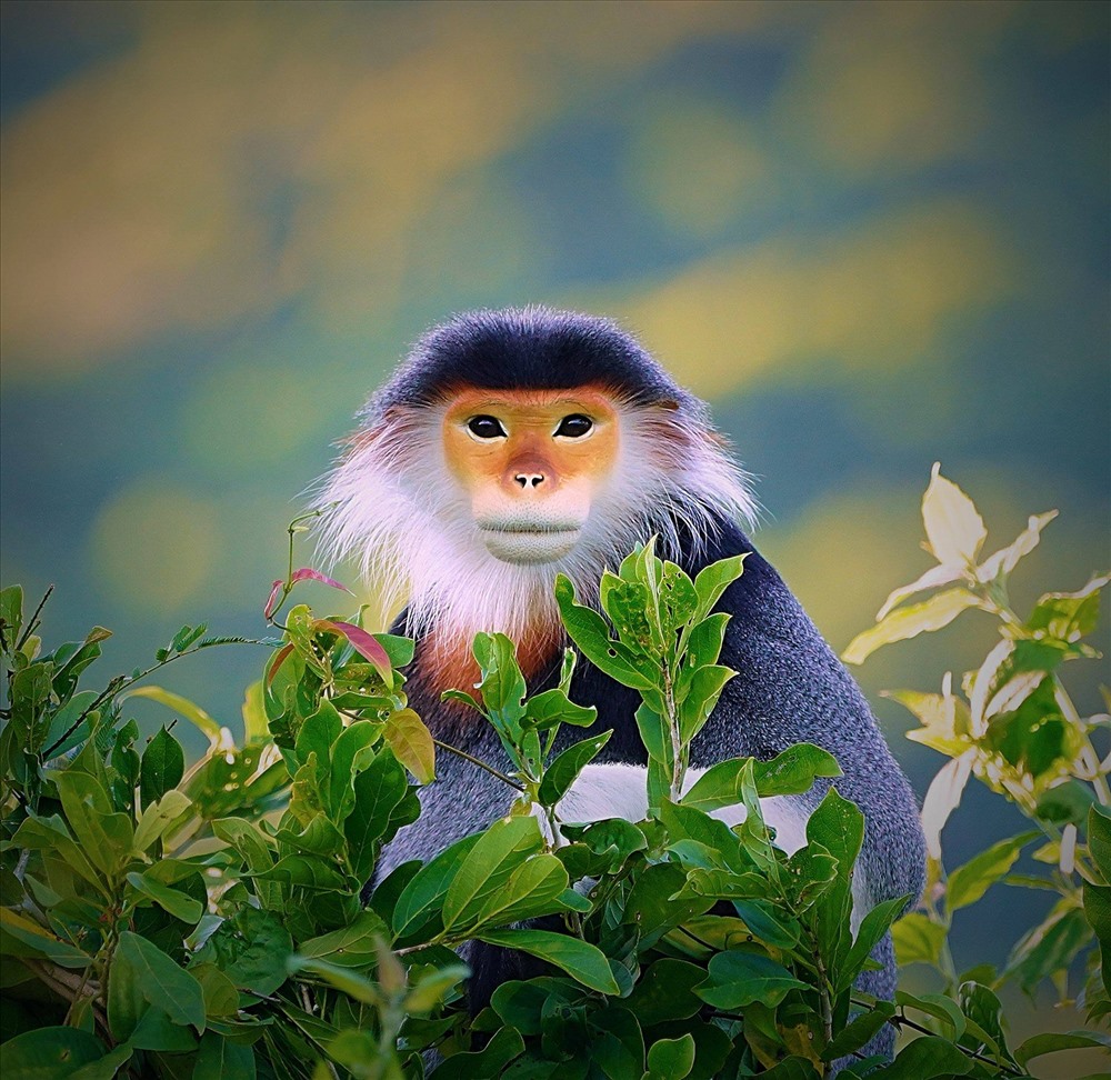 Tác phẩm ảnh chụp voọc chà vá chân nâu của nhiếp ảnh gia Lê Phước Chín. Bộ ảnh Voọc chà vá chân nâu - Báu vật Sơn Trà từng được triển lãm tại Đường sách TPHCM