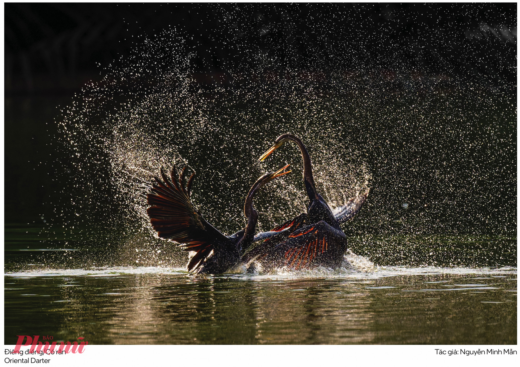 Một vẻ đẹp khác từ thiên nhiên. Tác phẩm được trao giải Ấn tượng 