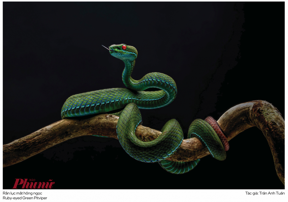 Tác phẩm được trao giải Nhất vừa bị thu hồi