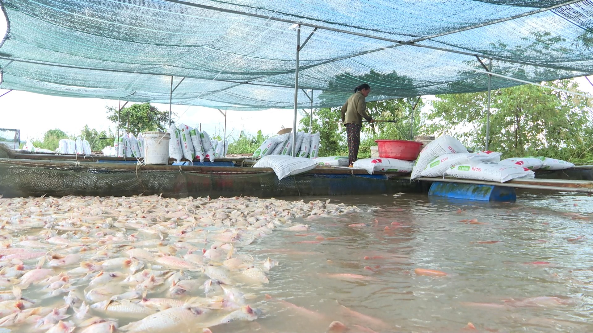 Người dân tổ chức vớt cá chết để tránh ô nhiễm môi trường và dòng nước - Ảnh: T.H.