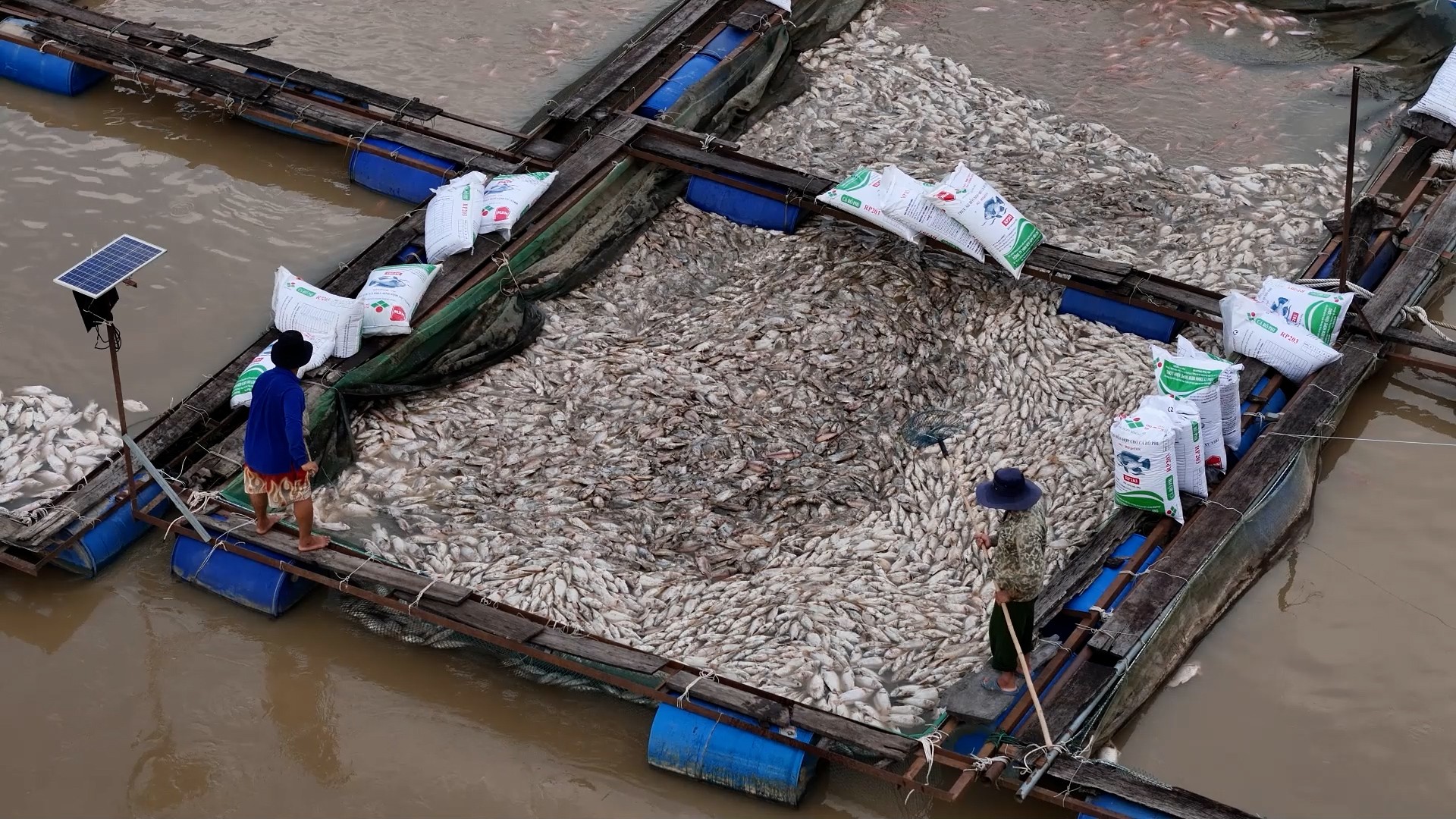 Cá trong lồng bè chết hàng loạt sau bão khiến người dân thiệt hại nặng nề - Ảnh: T.H. 