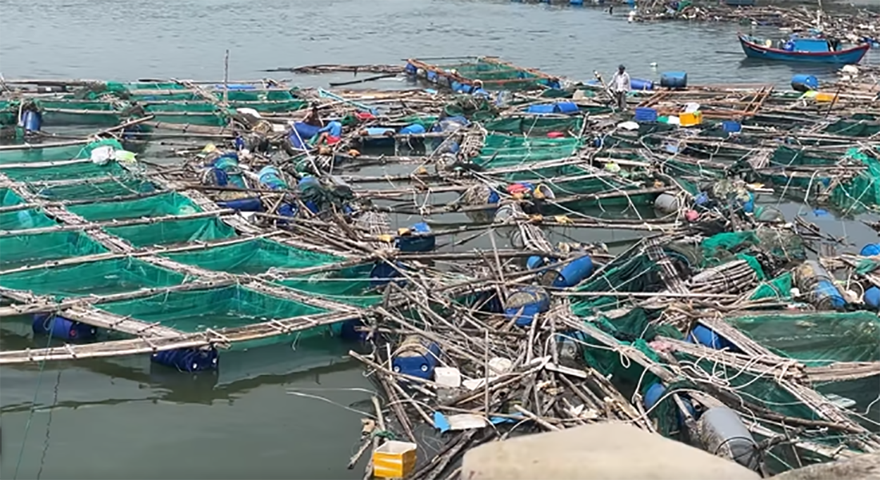 Thủy sản nuôi trên đầm Cù Mông, thuộc xã Xuân Lộ và vịnh Xuân Đài, thuộc phường Sông Cầu, bị hư hại, giá trị thiệt hại ban đầu ước tính khoảng 300 tỷ đồng-Ảnh:NL