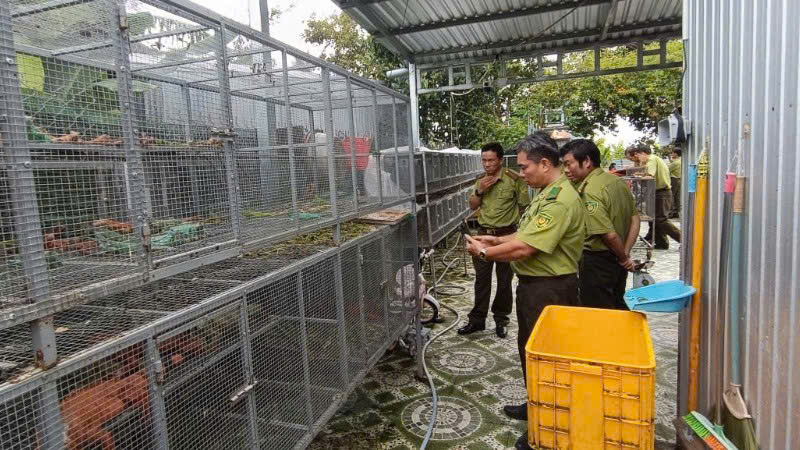 Chi cục Kiểm lâm tỉnh An Giang phát hiện cơ sở nuôi nhốt 191 ca thể Rồng Nam Mỹ - Ảnh Kiểm lâm cung cấp