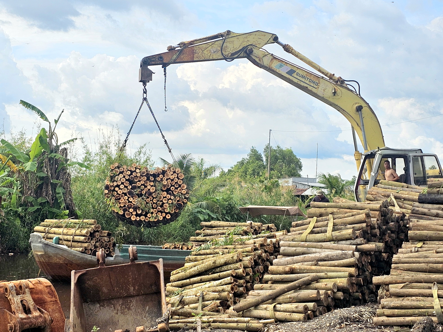Cây keo lai được nhiều doanh nghiệp thu mua tại vùng U Minh Hạ với giá cao, tạo thu nhập ổn định cho người dân 
