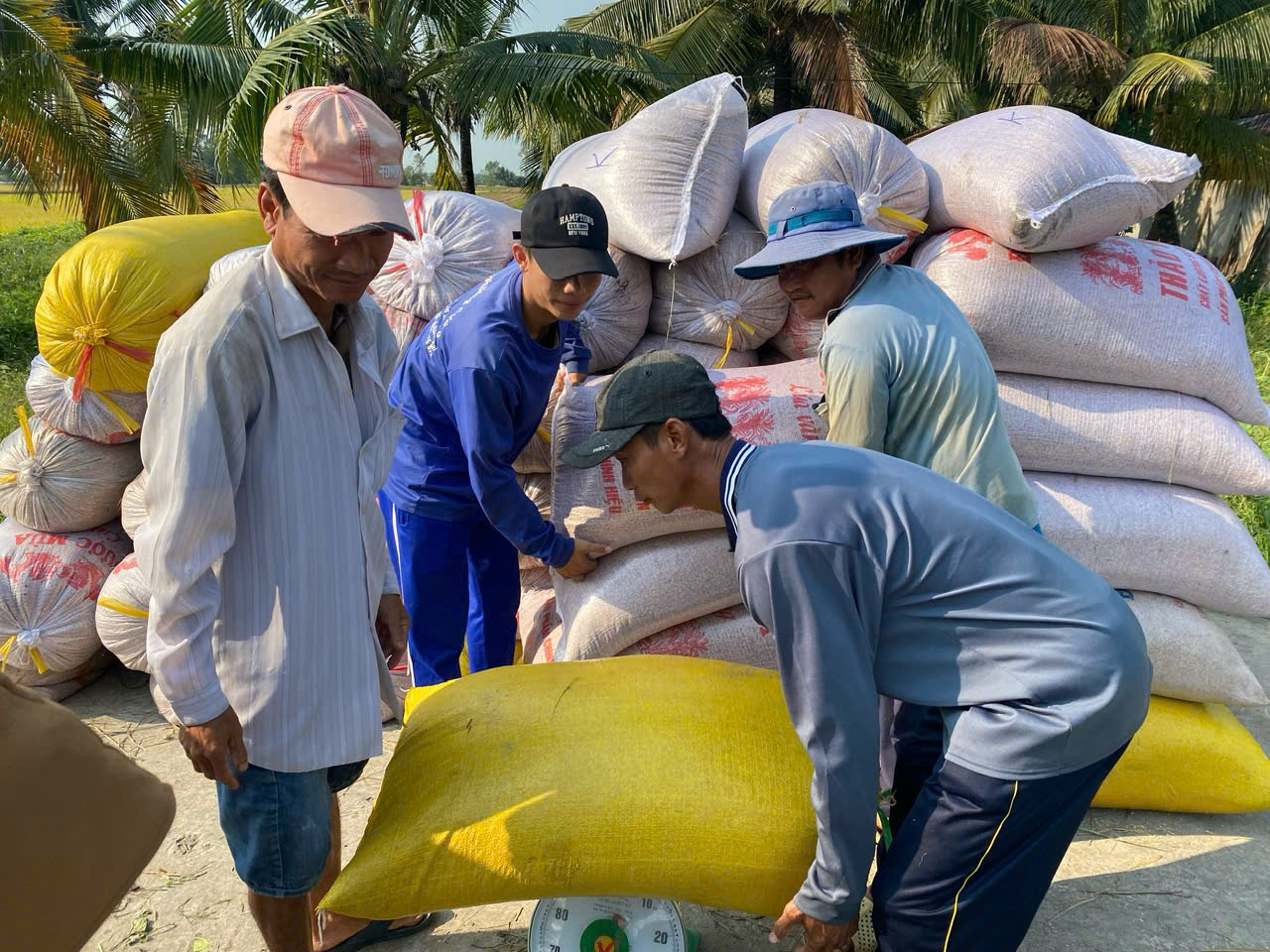 Thu hoạch lúa ở khu vực Đồng bằng sông Cửu Long 