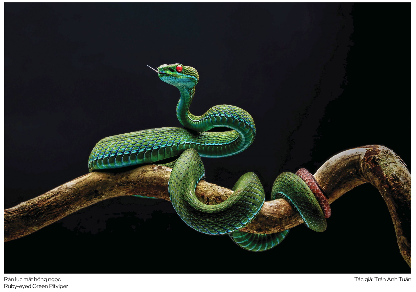 Trao rồi thu hồi - vòng lặp mệt mỏi của giải thưởng nhiếp ảnh Tác phẩm vừa bị thu hồi giải thưởng ở cuộc thi ảnh Thiên nhiên hoang dã Việt Nam 2025 - Nguồn ảnh: Ban tổ chức