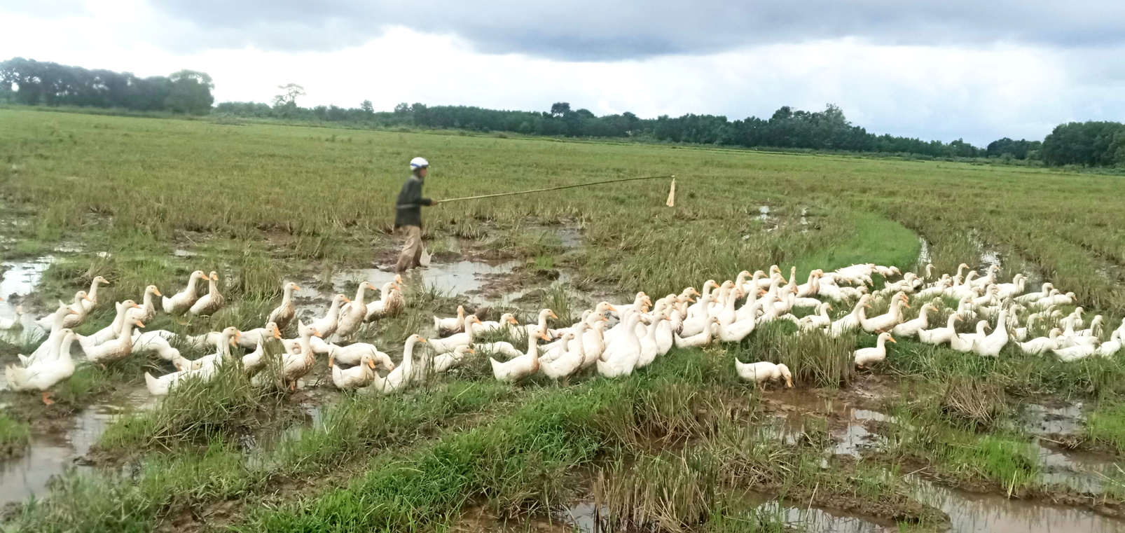 Đàn vịt đang di chuyển trên cánh đồng làng
