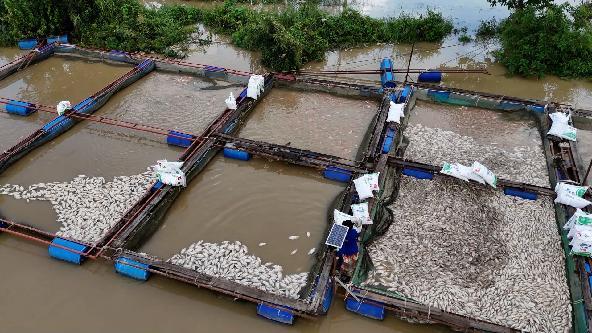 Cá của người dân nuôi trên sống chết hàng loạt sau bão - Ảnh: B.X.