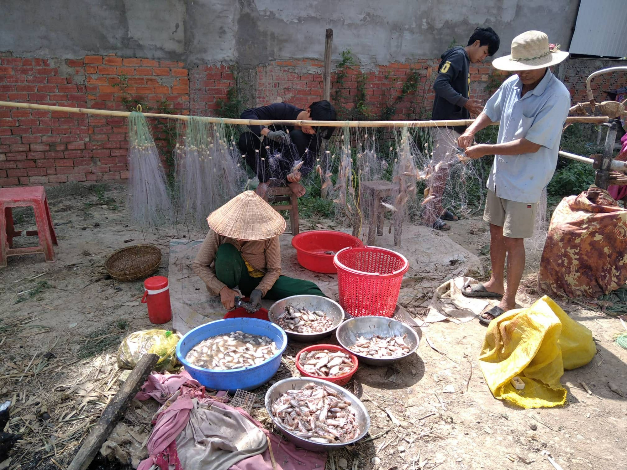 Mưu sinh mùa cá ra sông Ông Liệp ở xã Tràm Chim gỡ cá dính lưới sau khi giăng