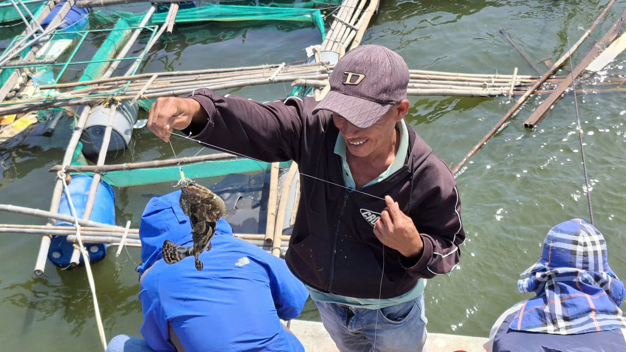 Sau bão, người dân Đắk Lắk ra đầm Cù Mông câu cá nuôi bị bão cuốn trôi Câu cá bỏ trong thùng đỏ bảo quản lạnh, có người thu 500.000 đồng, có người trúng cá mú thu 600.000 đến 700.000 đồng.