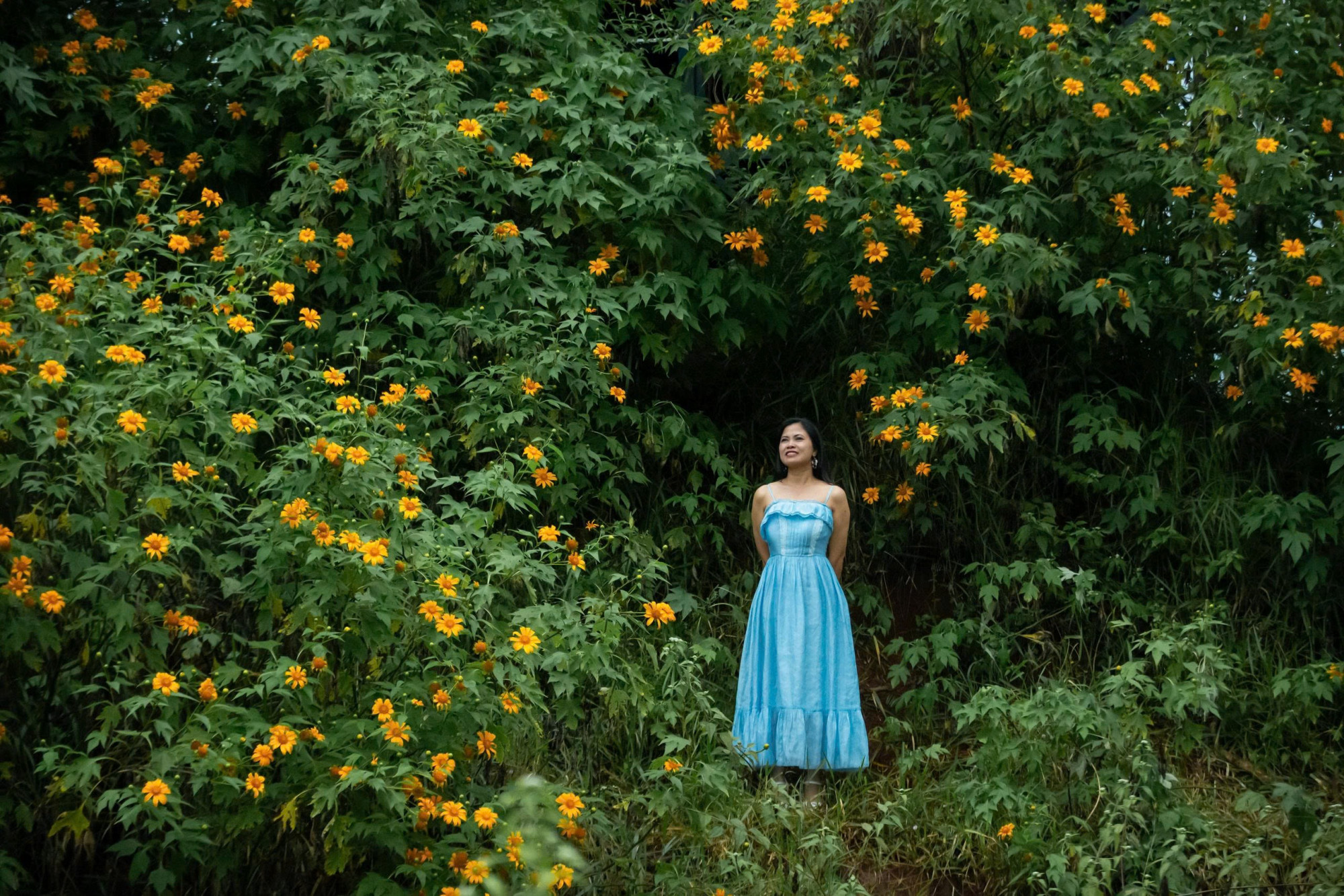 Cam Ly rực sắc hoa quỳ vaog giữa tháng 11/2025