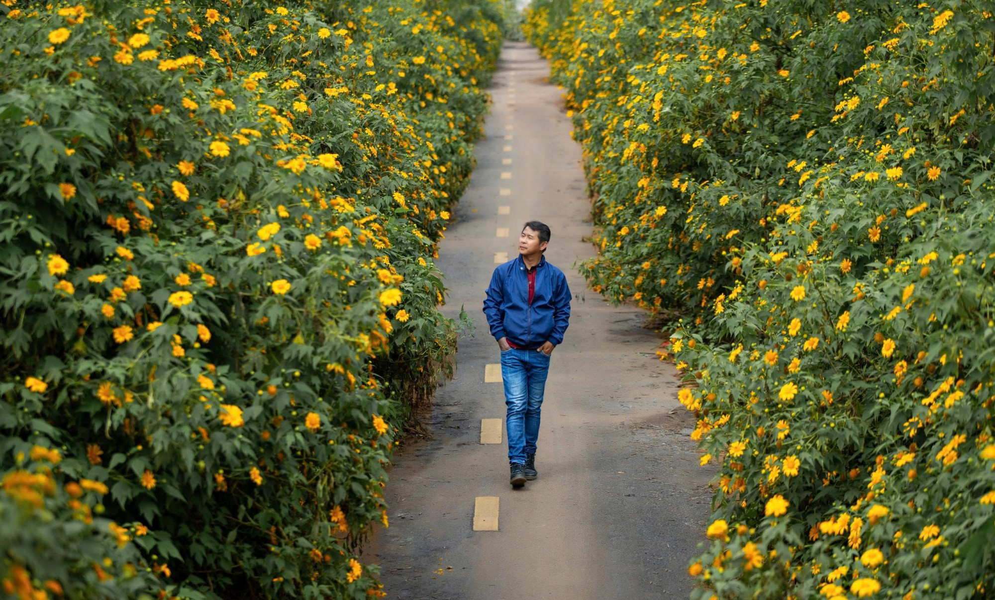 Dã quỳ ở Tà Nung mùa này