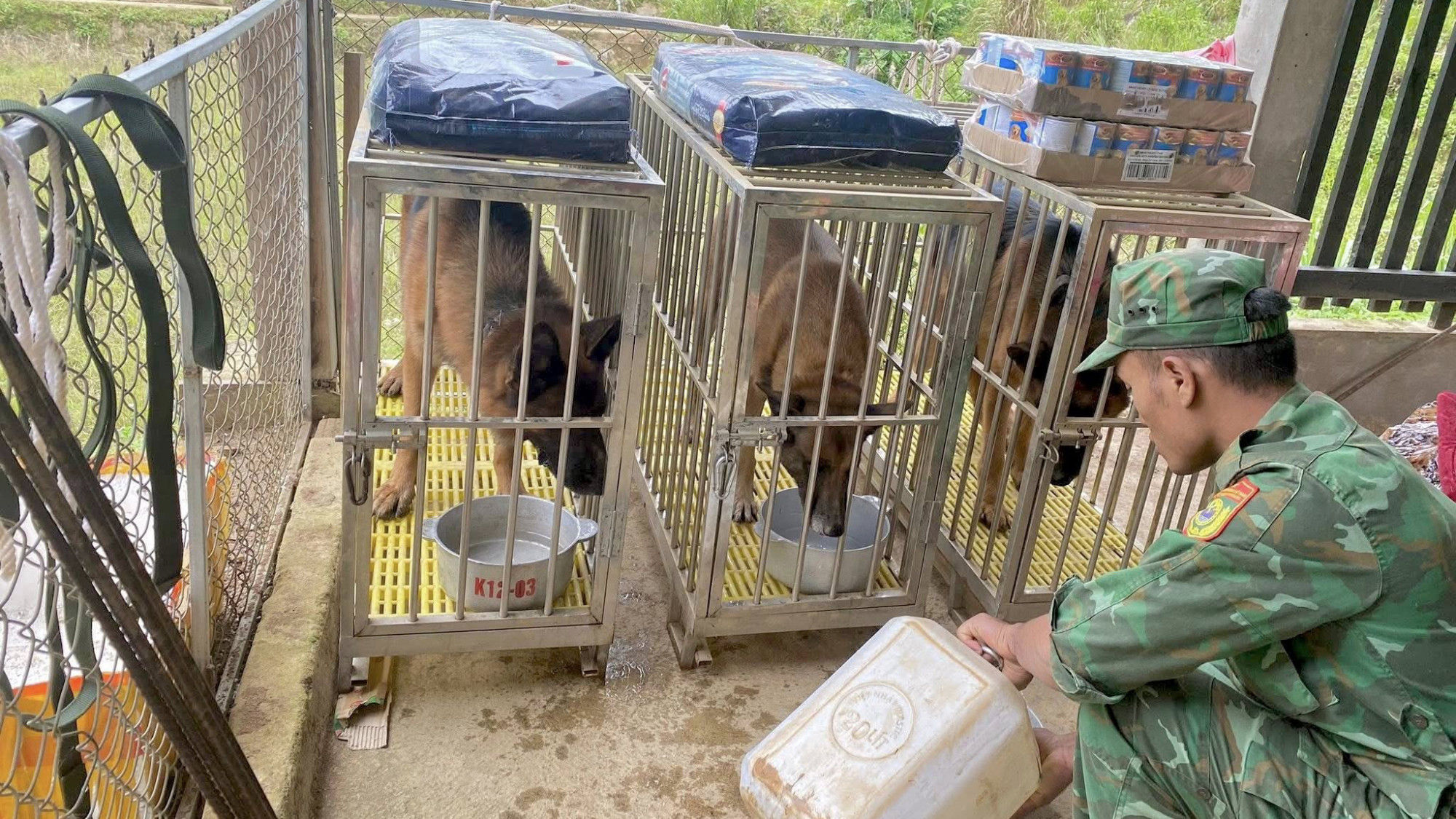 Bộ CHQS TP Đà Nẵng huy động chó nghiệp vụ tìm kiếm tại hiện trường