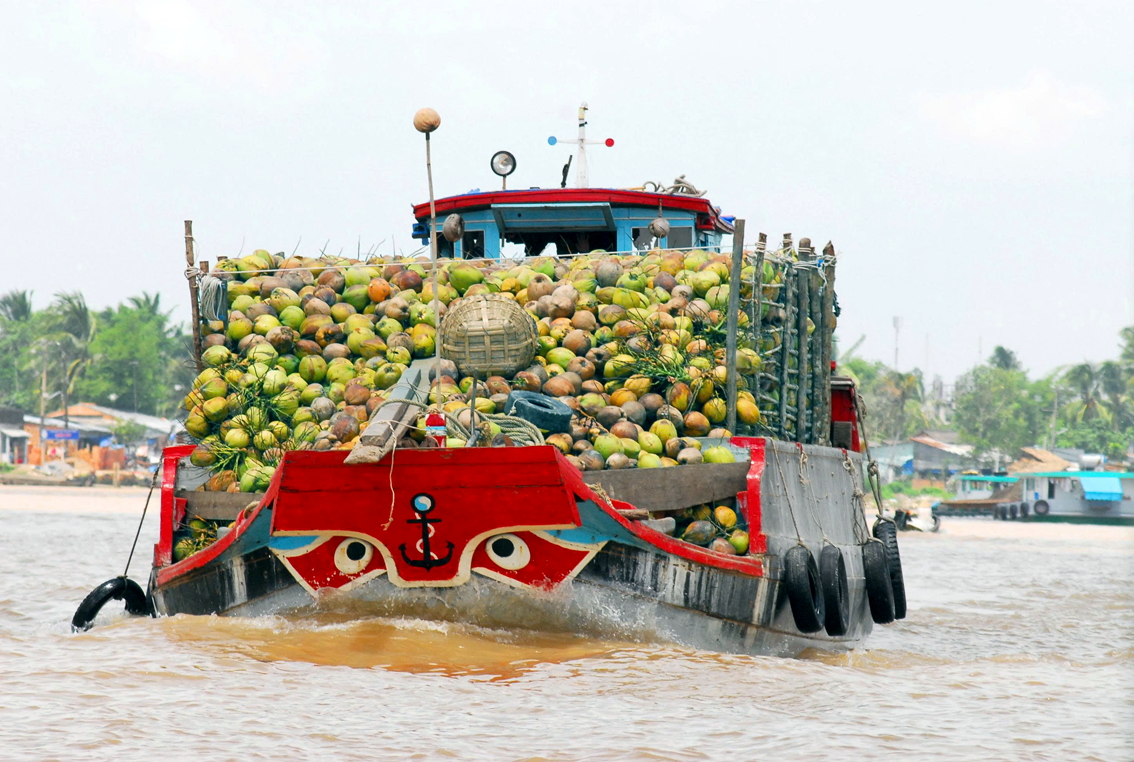 Mở rộng trồng dừa hữu cơ, giúp nông dân phát triển bền vững Thương lái ở tỉnh Vĩnh Long đi thu mua dừa nguyên liệu