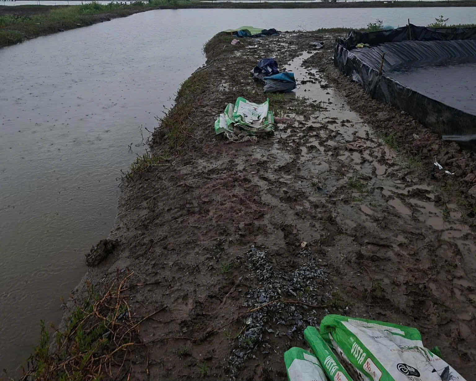 Ao nuôi tôm nơi xảy ra vụ việc… Ảnh: H Thịnh