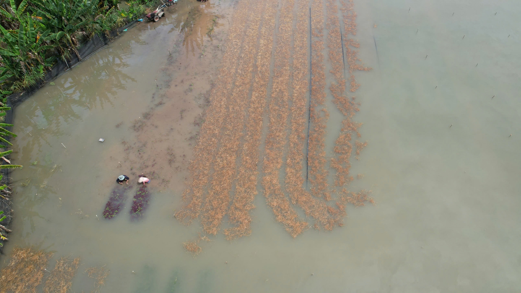 Nhiều diện tích hoa màu của nông dân xã Châu Pha (TPHCM) ngập sâu trong nước do ảnh hưởng của mưa to và xả lũ từ ngày 9-11 đến nay. Ảnh: Tùng Lâm
