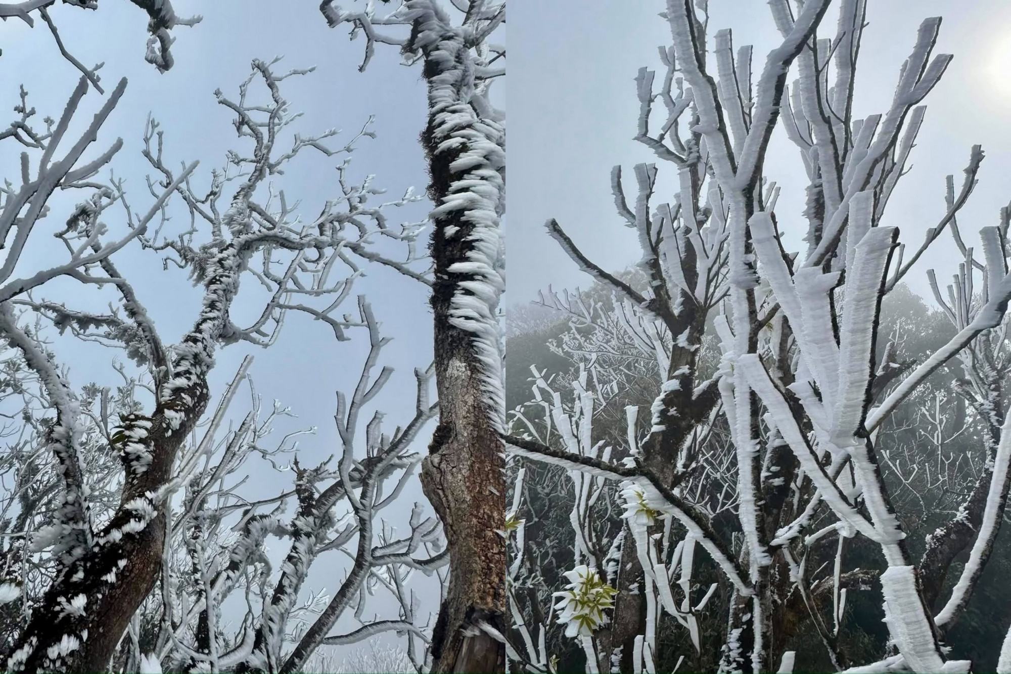 Băng tuyết phủ kín trên các cành cây ở Tà Xùa (Ảnh:chipau.house)