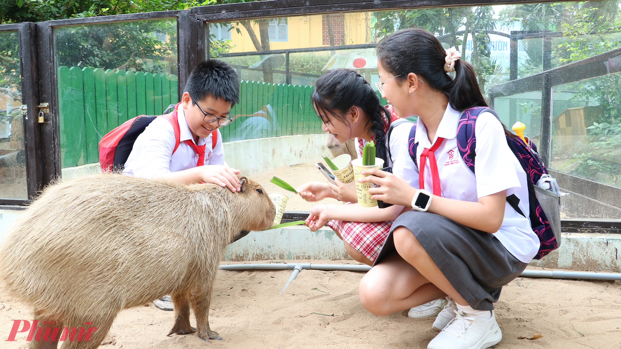 Học sinh cho chuột lang nước ăn cỏ - Ảnh: Trang Thư