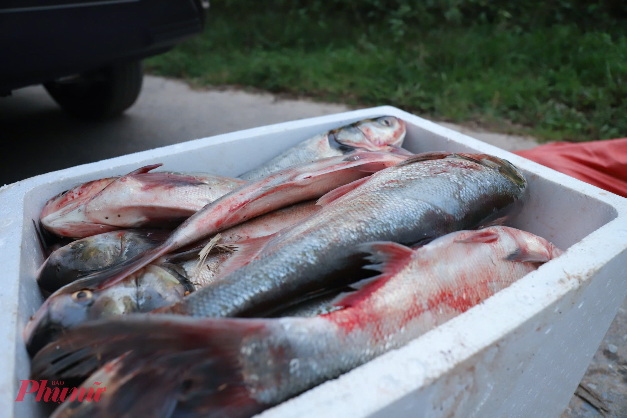 Phần lớn số cá thoát ra ngoài hồ Kẻ Gỗ khi xả tràn chủ yếu là cá mè, cá trắm nặng 2-4kg