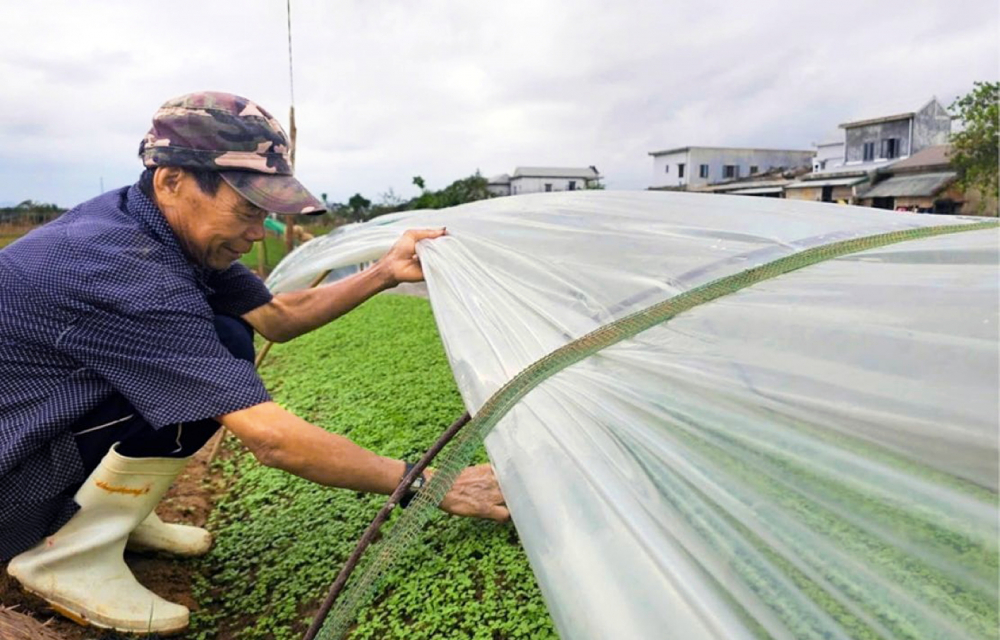 Người dân phường Hóa Châu, TP Huế xới đất, phủ tấm ni lông lên những luống rau mới gieo hạt - ẢNH: THUẬN HÓA