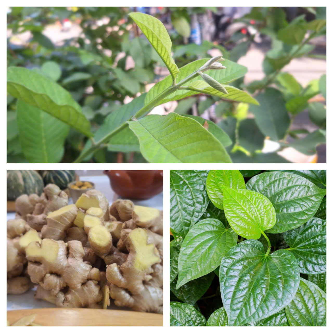 Lá ổi, lá lốt, gừng tươi - các vị thuốc Nam quen thuộc giúp trừ phong hàn thấp - Ảnh: An Hà