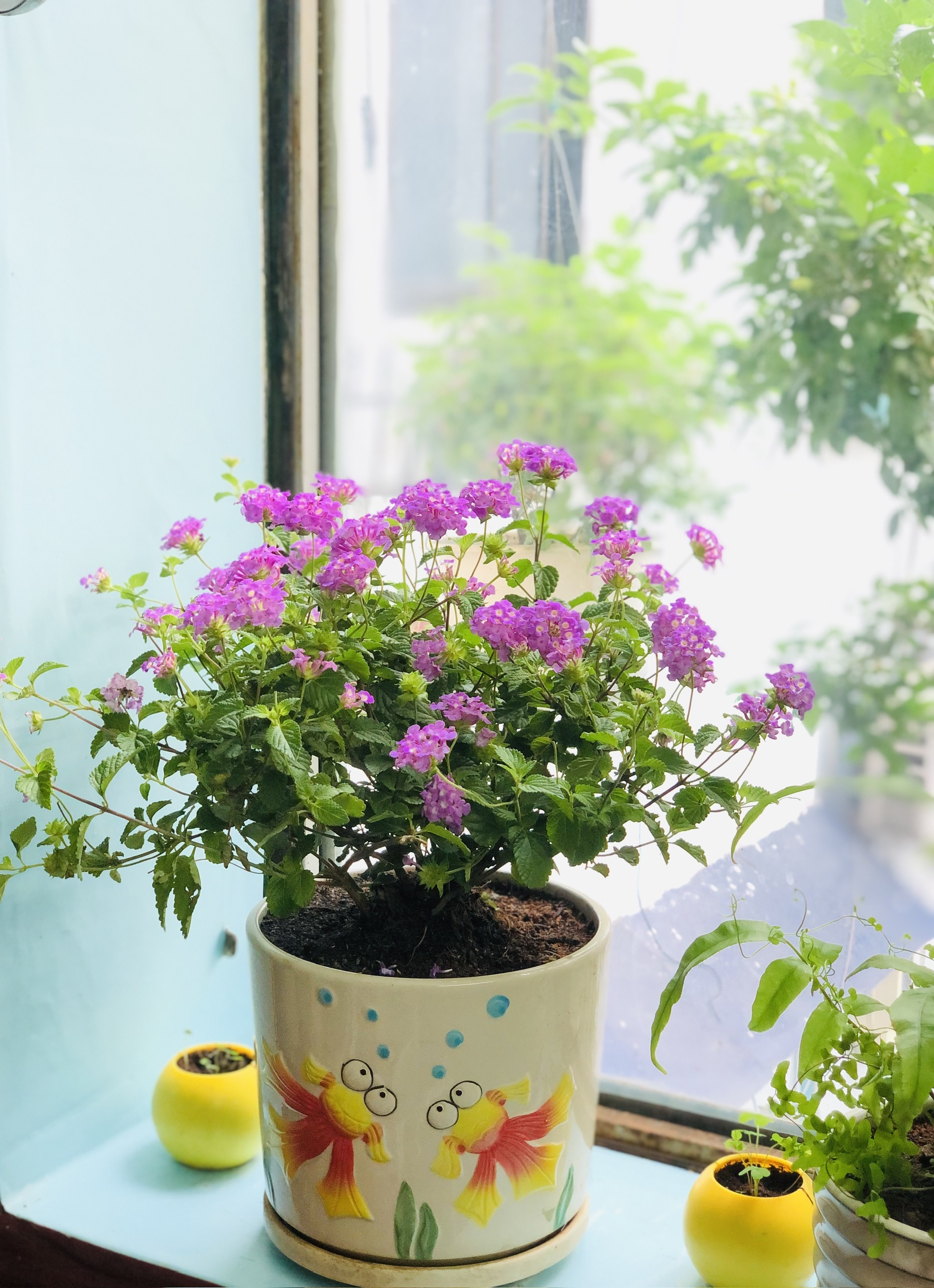 Tôi trồng chậu cây nơi ô cửa sổ cho căn hộ thêm sinh động - Ảnh do tác giả cung cấp