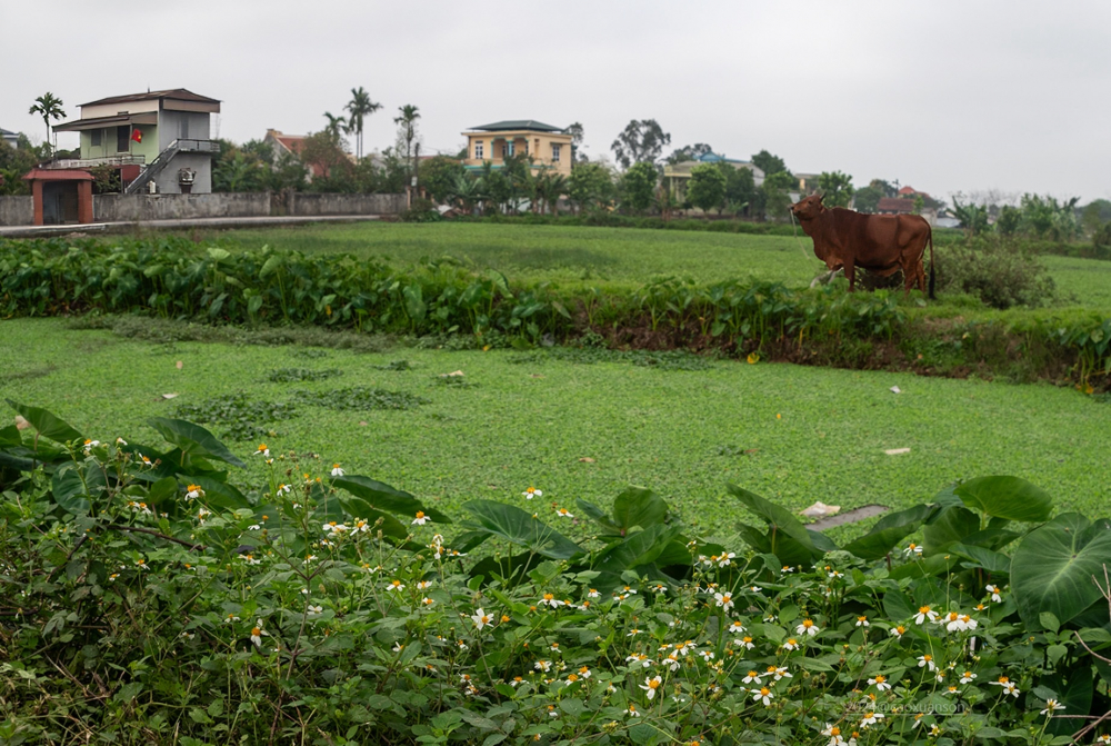 Quê nhà năm xưa nay đã trù phú, êm ấm hơn nhiều