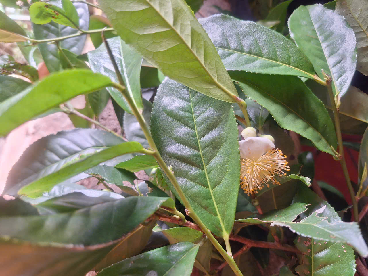 Lá trà xanh giúp sát khuẩn, kháng nấm, giảm ngứa nhanh