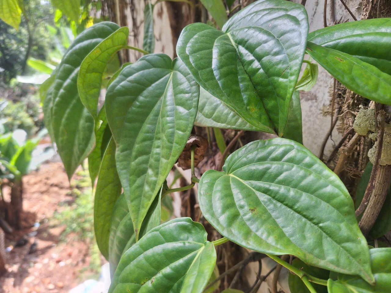 Lá trầu giúp sát khuẩn, kháng nấm, giảm ngứa nhanh