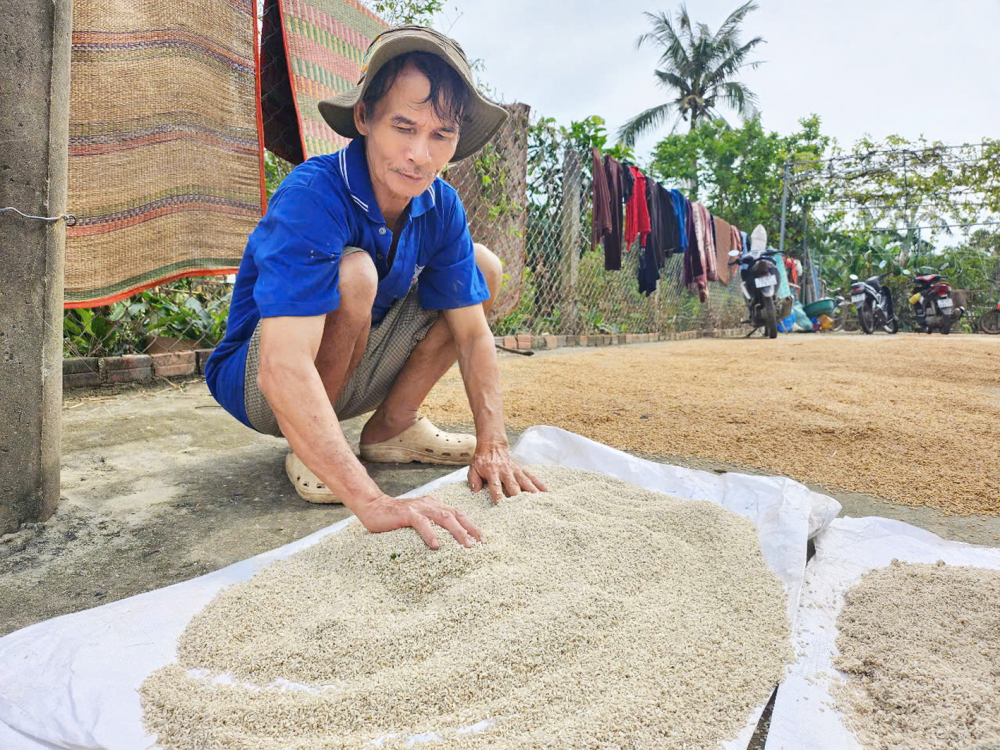 Ông Văn Tấn Vương (phường Hòa Hiệp, tỉnh Đắk Lắk) phơi số gạo ẩm mốc còn sót lại sau đợt lũ - Ảnh: Nguyên Bảo