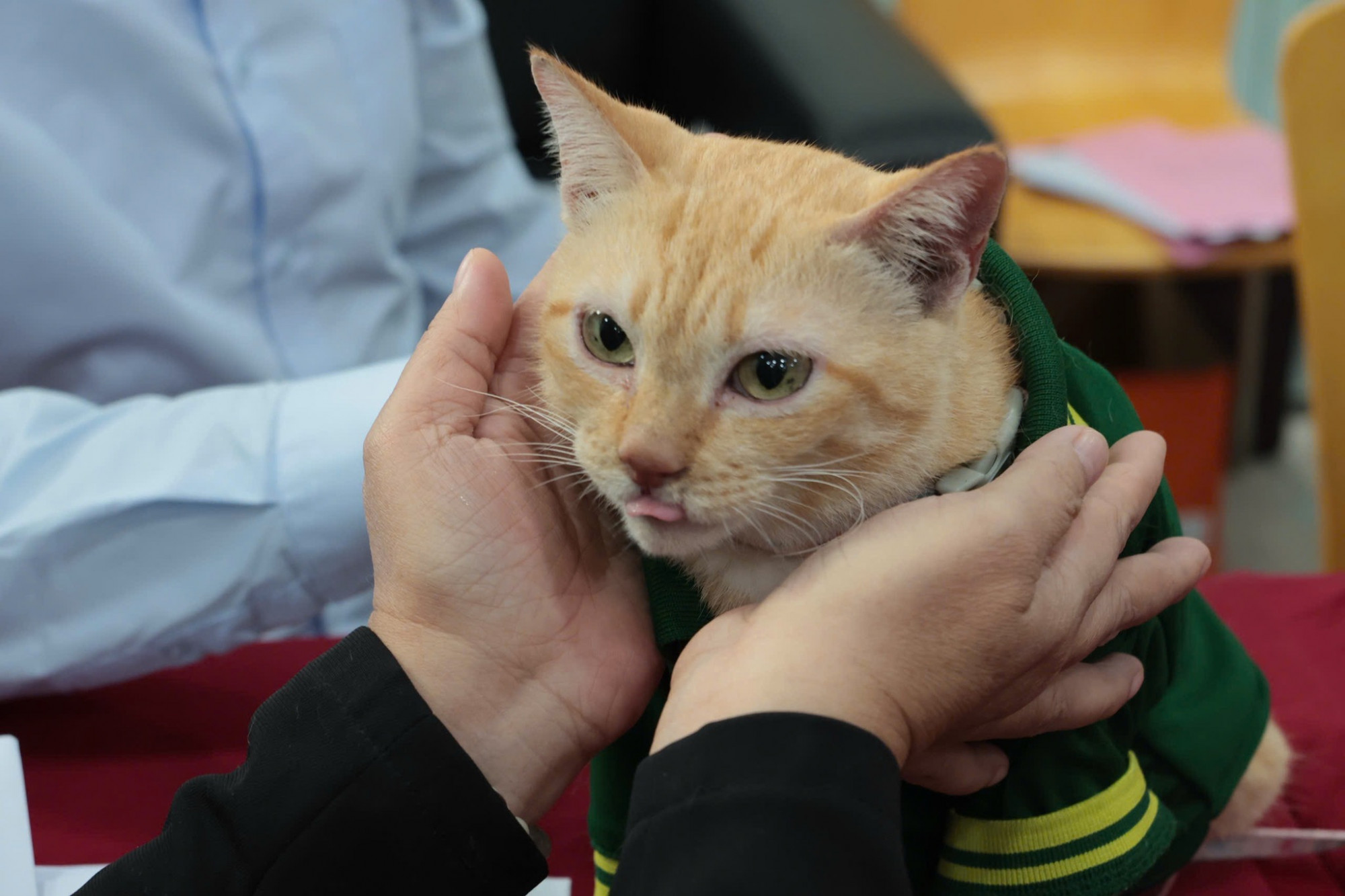 Mika là mèo hoang, sinh tồn trong chuồng gấu nay đã trở thành thú cưng được nhân viên vườn thú chăm sóc chu đáo - Ảnh: Thảo Cầm Viên