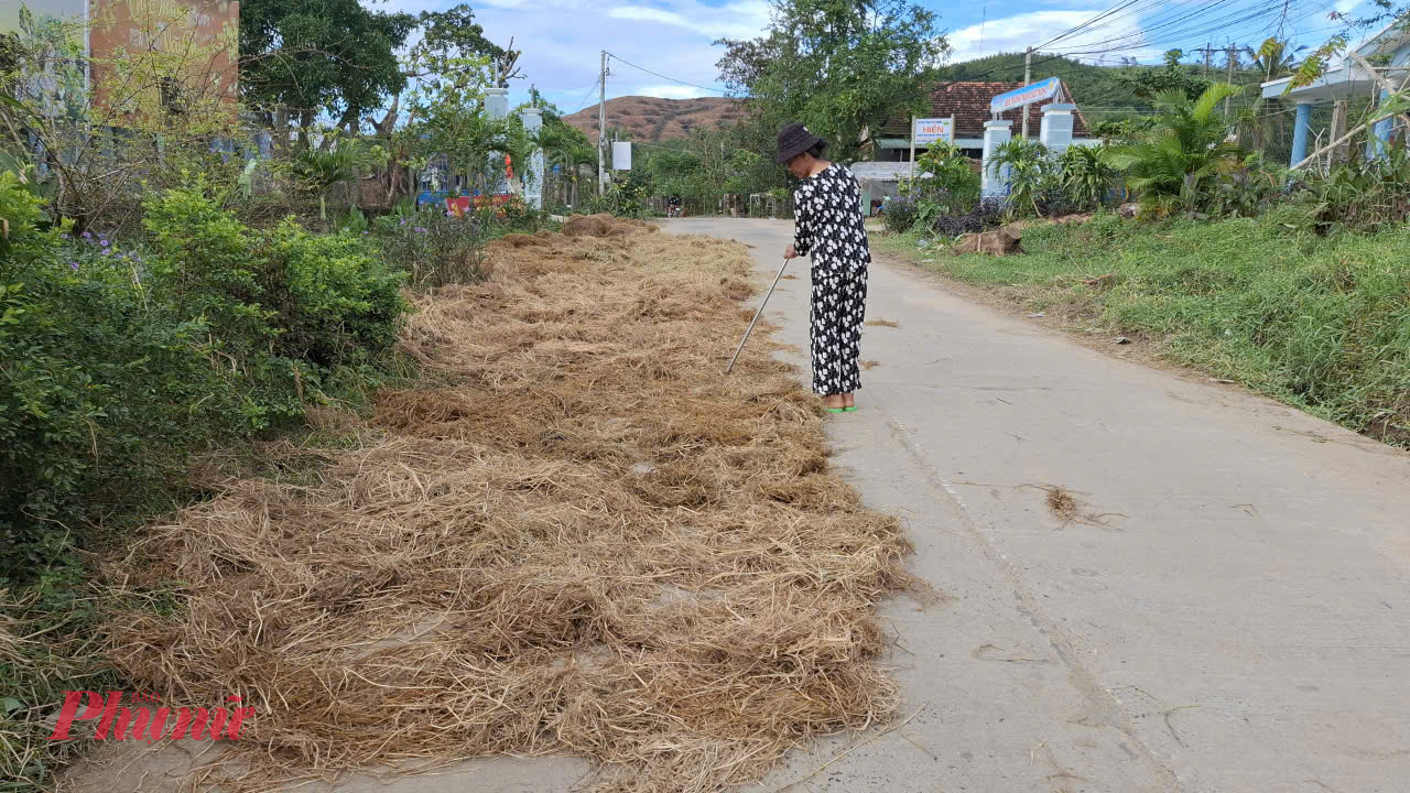 Sau lũ, người dân xã Xuân Phước “quý” từng cọng rơm ướt , đem phơi khô làm thức ăn cho bò, chăn nuôi gầy dựng lại cuộc sống- Ảnh: Mạnh Hoài Nam