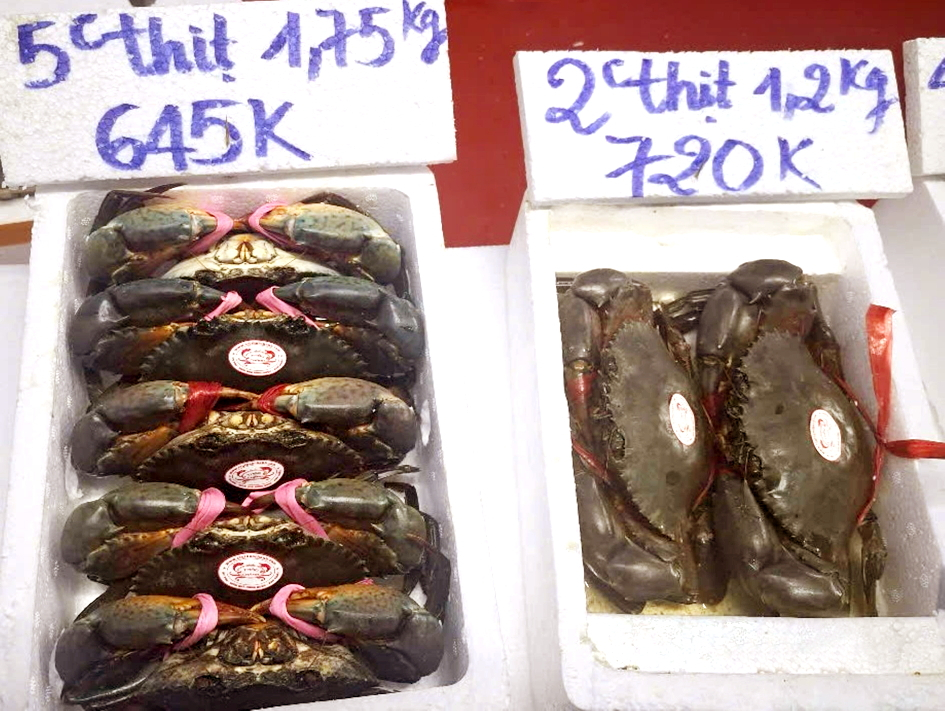 Khai thác tiềm năng từ con cua biển Cua Cà Mau rất ngon, luôn được thị trường trong và ngoài nước ưa chuộng