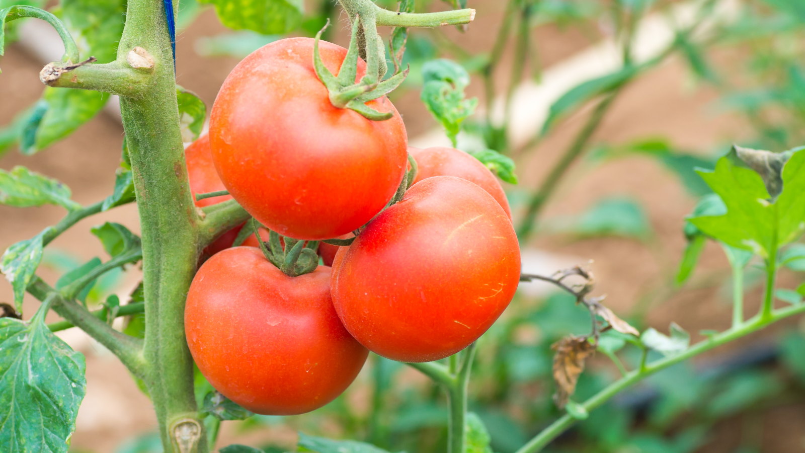 Cà chua là loại cây ưa sáng, dễ trồng trong thùng hoặc chậu. Chọn giống cà chua nhỏ hoặc bi để chăm sóc nhanh chóng và thu hoạch kịp Tết. Chúng cần đất giàu dinh dưỡng, tưới nước đều và cắt tỉa cành thường xuyên. Cà chua mang đến màu đỏ rực rỡ, tạo điểm nhấn bắt mắt cho khu vườn mùa Xuân.