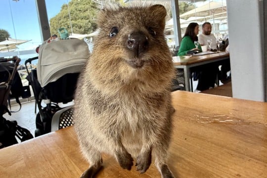 Gương mặt và nụ cười dễ thương của quokka thu hút nhiều du khách ghé thăm hòn đảo Rottnest. 
