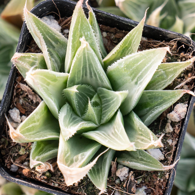 Thiên Bình (Libra) - 23/9 - 23/10: Haworthia 'White Ghost' Thiên Bình là cung mệnh của sự cân bằng, thẩm mỹ và sự quyến rũ bí ẩn. Haworthia 'White Ghost' mang hình dạng lá nhọn cổ điển với họa tiết sọc trắng độc đáo, gợi lên cảm giác ma mị, thu hút của mùa Halloween. Dưới ánh sáng, cây có thể trông gần như trong suốt, tượng trưng cho vẻ đẹp tinh tế, thanh tao và sự khác biệt.  Lời khuyên: Đảm bảo đất luôn ẩm để tránh rụng lá quá nhiều.