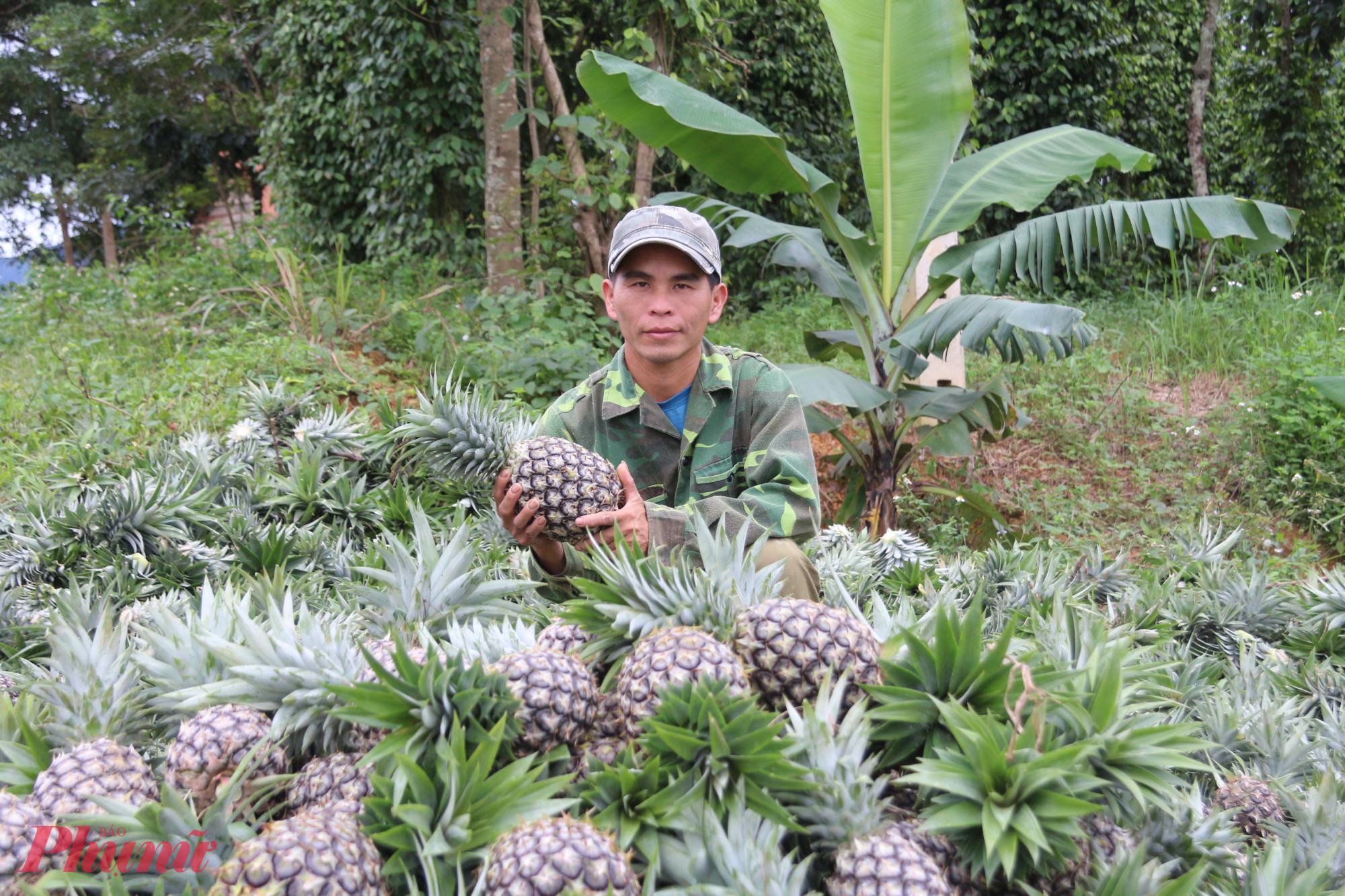 Trên các rẫy, nhiều nông dân khẩn trương thu hoạch thơm (dứa) cho kịp mùa vụ để bán cho thương lái. 